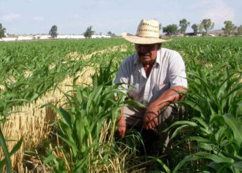Abandono gubernamental del campo deja tierras ociosas