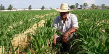 Abandono gubernamental del campo deja tierras ociosas