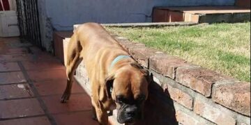 Perro ataca a empleado de cablevisión en Col. Sosa