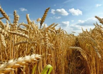 Agricultores garantizan cebada para producción de cerveza en México