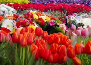 Graves pérdidas a la floricultura mexicana por la pandemia del Coronavirus