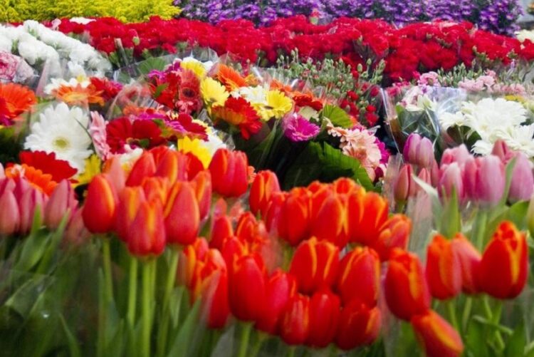 Graves pérdidas a la floricultura mexicana por la pandemia del Coronavirus