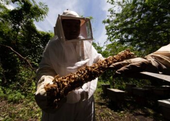 Activa SADER vigilancia epidemiológica para prevenir entrada de avispón gigante a México