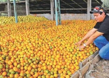Aumenta producción de naranja en zona centro de Tamaulipas