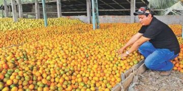 Aumenta producción de naranja en zona centro de Tamaulipas