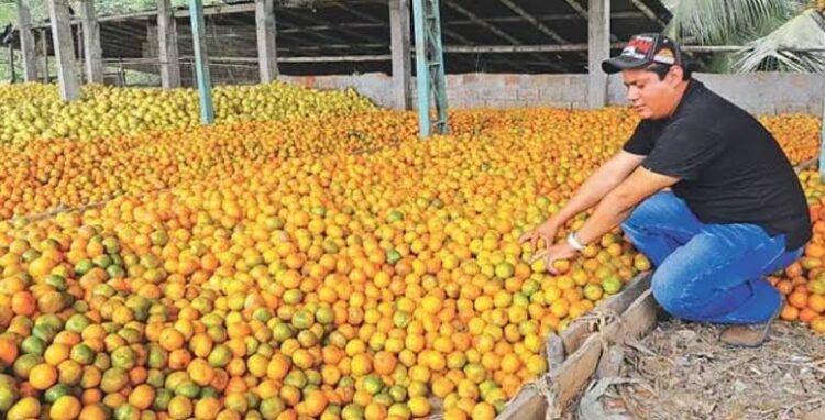 Aumenta producción de naranja en zona centro de Tamaulipas