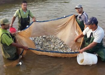 Buscan incrementar producción pesquera
