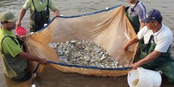 Buscan incrementar producción pesquera