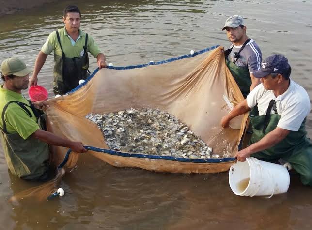 Buscan incrementar producción pesquera