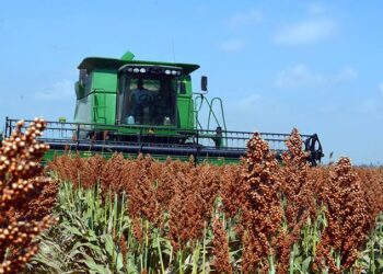 Inicia trilla de sorgo en medio de incertidumbre por falta de apoyos al agro