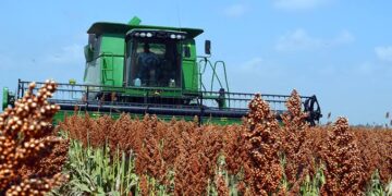 Inicia trilla de sorgo en medio de incertidumbre por falta de apoyos al agro