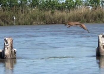 Captan a Lince brincando mas de 5 metros sin esfuerzo