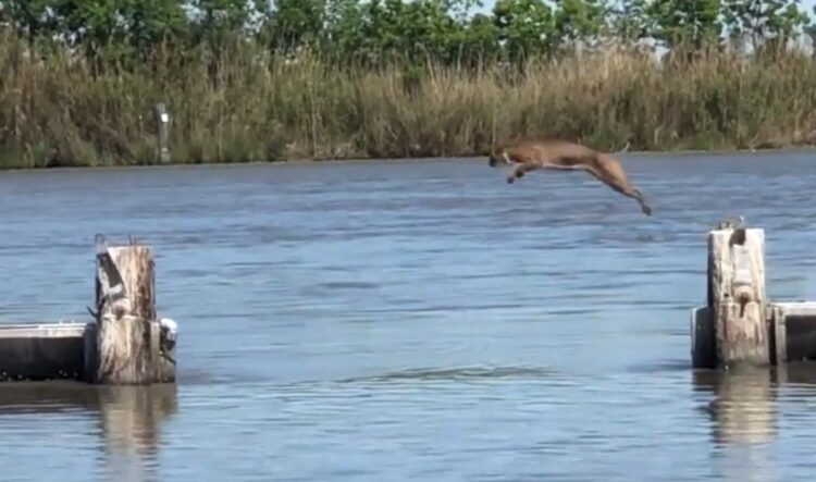 Captan a Lince brincando mas de 5 metros sin esfuerzo