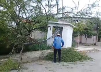 Vecino de la Colonia … retira un árbol derribado por el viento.