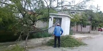 Vecino de la Colonia … retira un árbol derribado por el viento.