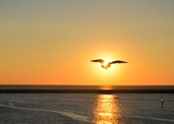 ¿Cuánto puede volar un ave sin detenerse?