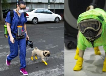 Conoce a Harley, el perro terapeuta para médicos que luchan con el Covid-19