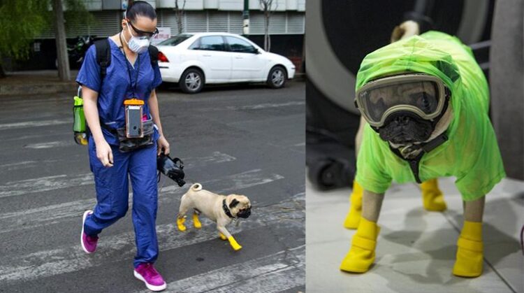 Conoce a Harley, el perro terapeuta para médicos que luchan con el Covid-19