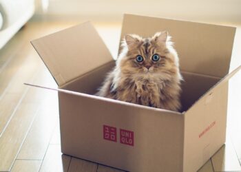 ¿Por qué los gatos aman las cajas?