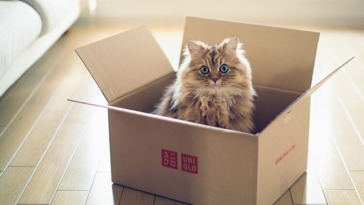 ¿Por qué los gatos aman las cajas?