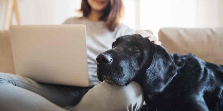 5 Maneras en que tu mascota te cuida durante la cuarentena
