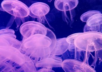 ¿Por que son venenosas las medusas?