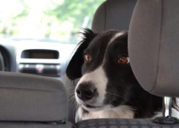 Afirman que llevar mascotas en el auto hace mas cautelosos a los conductores