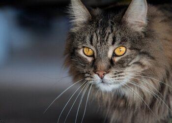 ¿Por qué los ojos de los gatos brillan en la oscuridad?