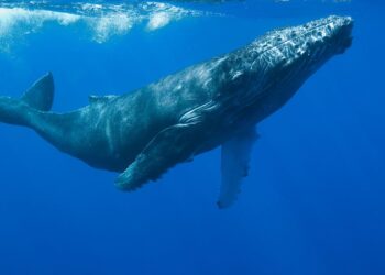 ¿Cómo duermen las ballenas?