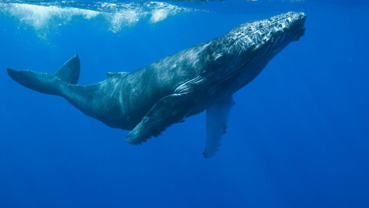 ¿Cómo duermen las ballenas?