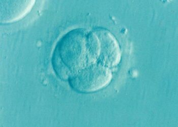 Crean embrión humano en laboratorio para estudiar la ‘caja negra’