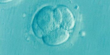 Crean embrión humano en laboratorio para estudiar la ‘caja negra’