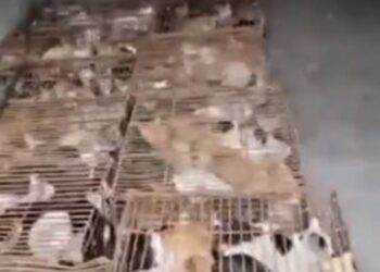 Rescatan 700 gatos en China; serían vendidos a restaurantes