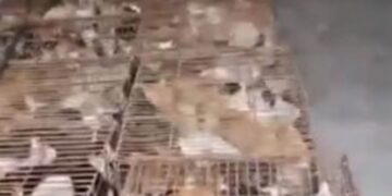 Rescatan 700 gatos en China; serían vendidos a restaurantes