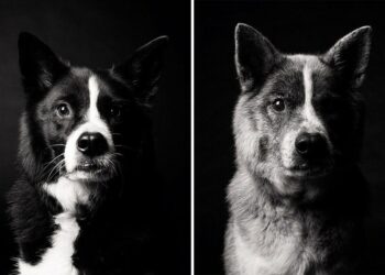 ¿Como envejecen los perros?