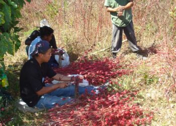 Desarrolla INIFAB métodos para aprovechamiento del cáliz de jamaica