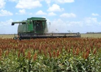 Sorqueros bloquerán carreteras y puentes en Tamaulipas por falta de precio de garantía