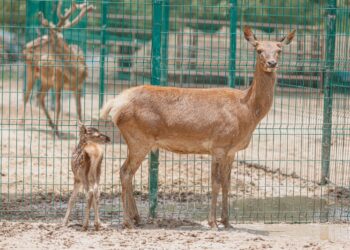 Nacen 6 mamíferos en el Zoológico Nuevo Laredo