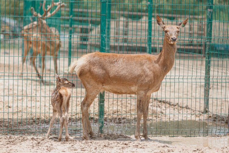 Nacen 6 mamíferos en el Zoológico Nuevo Laredo