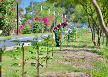 Realizan en Matamoros reforestación y embellecimiento en el Paseo del Río
