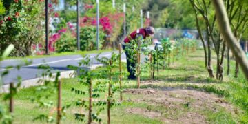 Realizan en Matamoros reforestación y embellecimiento en el Paseo del Río