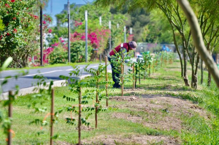 Realizan en Matamoros reforestación y embellecimiento en el Paseo del Río