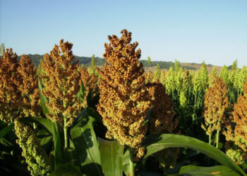 Fundación Mejoremos al Campo respalda a productores de sorgo de Tamaulipas