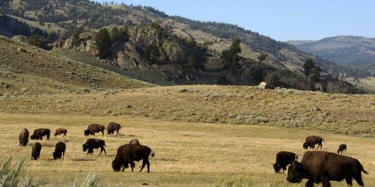 Hallan el tesoro de Forrest Fenn después de 10 años de búsqueda