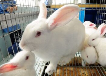 Activan emergencia contra Enfermedad Hemorrágica Viral de los conejos
