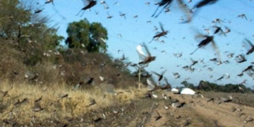 Brasil declara emergencia sanitaria por plaga de langostas