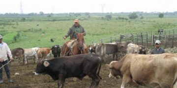 Convoca CNOG a alianza con la Federación para salvaguardar ganadería en México