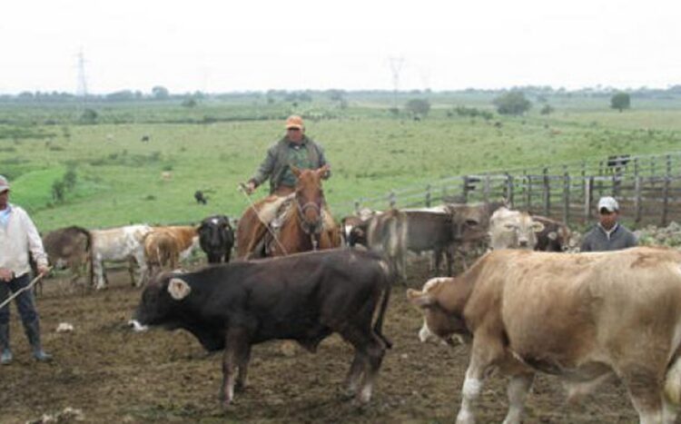 Convoca CNOG a alianza con la Federación para salvaguardar ganadería en México