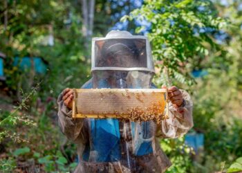 Desarrollan  tecnologías para mejorar la crianza de la abeja sin aguijón