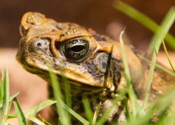 Sapos gigantes y tóxicos invaden el sur de Florida